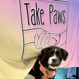 Take Paws Rescue