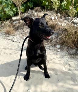 Paw Paw Canine Rescue and Recovery