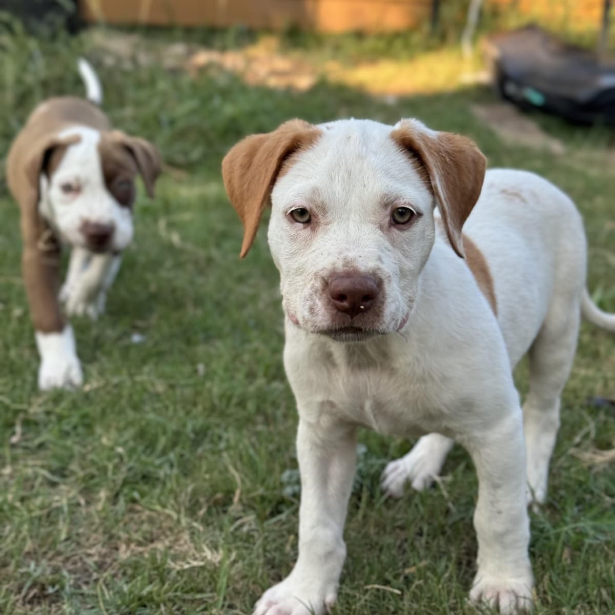 Brock breeder image 2