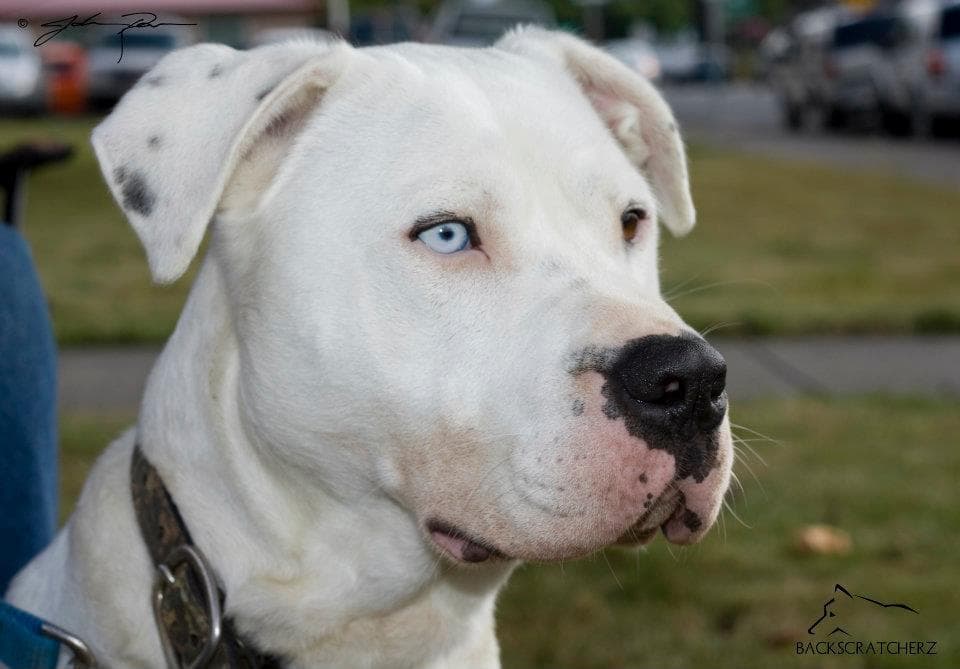 Hamilton breeder image 1