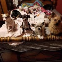 Leona breeder image 1