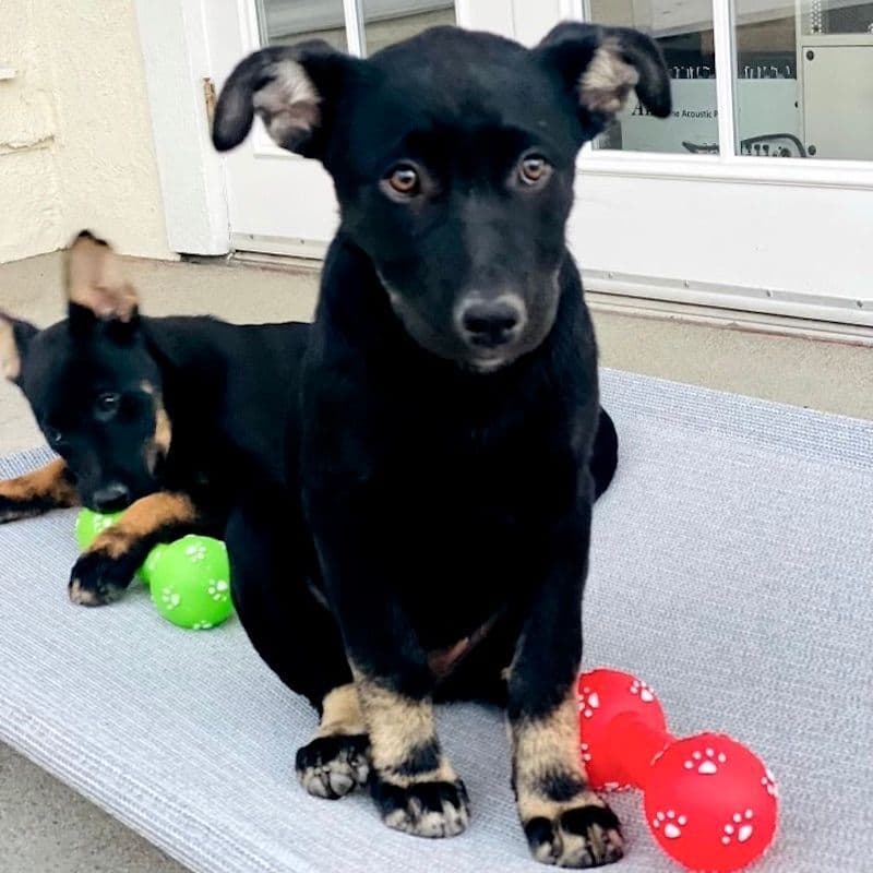 Jazmin breeder image 1