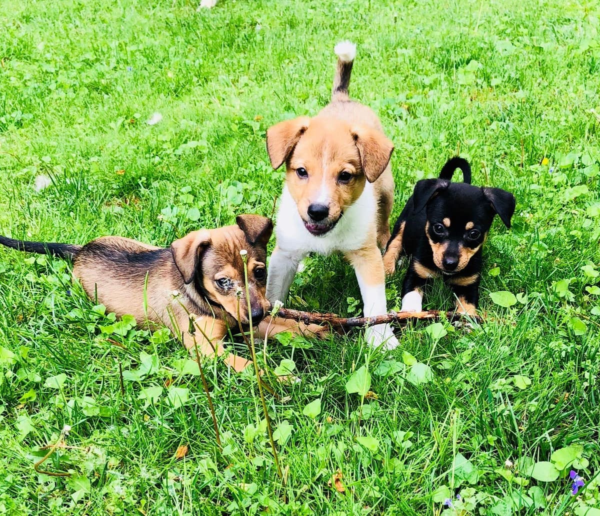 Prince breeder image 6