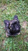 Full Fluffy, AKC, French Bulldog Puppies