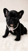 Tinybear French Bulldog Puppies