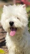 West Highland White Terrier Puppies