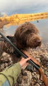 Northern Wyoming Wirehaired Pointing Griffons