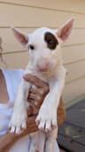 Bull Terrier Puppies