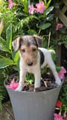 Wire Fox Terrier Puppies