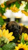 Belgian Malinois Puppies