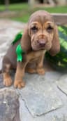 Bloodhound Puppies