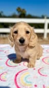 English Cream Dachshund Puppy Available - 1 Boy