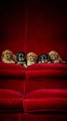 Cavalier King Charles Spaniel Puppies