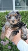Remington