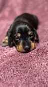 Chocolate chip (Yellow collar)