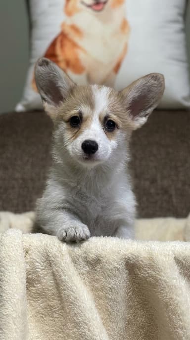 Nugget - Pembroke Welsh Corgi