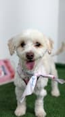 Bandit-One of our Amazing Rescue Dogs