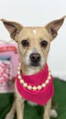 Noodles-One of our Amazing Rescue Dogs