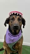 Tesla-One of our Amazing Rescue Dogs