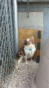 Luca $500