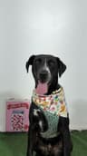 Roxy Ranger-One of our Amazing Rescue Dogs