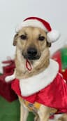 Nacho-One of our Amazing Rescue Dogs
