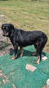 Wanda (In Foster)
