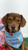 Madison-One of our Amazing Rescue Dogs