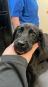 Dude