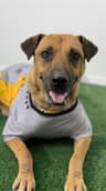 Jecky-One of our Amazing Rescue Dogs