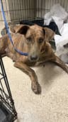 Momma - URGENT