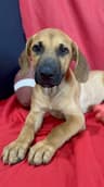 Laramie- Puppy #1 (ACAC Litter #3/2026)