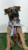 Marvin-One of our Amazing Rescue Dogs