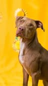 Karl - Has a prepaid adoption!