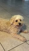 Mollie