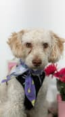 Cody-One of our Amazing Rescue Dogs
