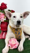 Lina-One of our Amazing Rescue Dogs