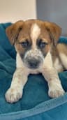 Ukulele - sweet, smart, snuggly