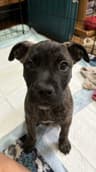Bart (The Simpsons Litter)