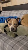 Annora- IN FOSTER