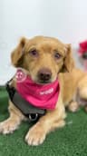 Tigger-One of our Amazing Rescue Dogs