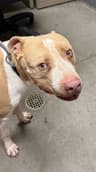Rocko