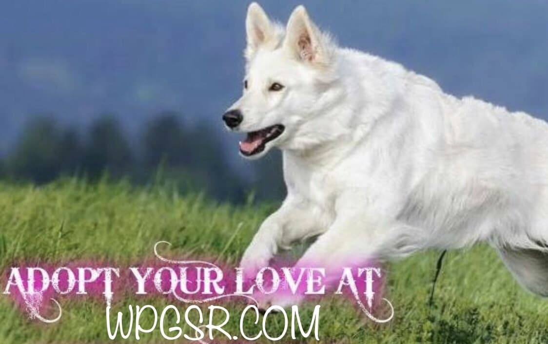 Greta III breeder image 1