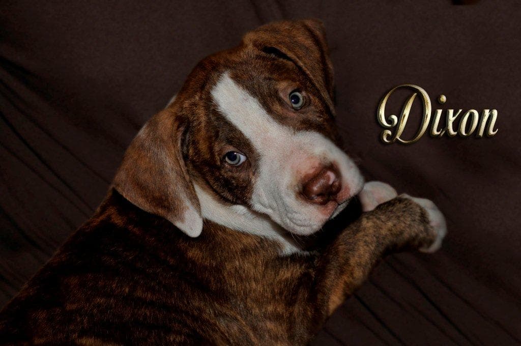 Buddy breeder image 1