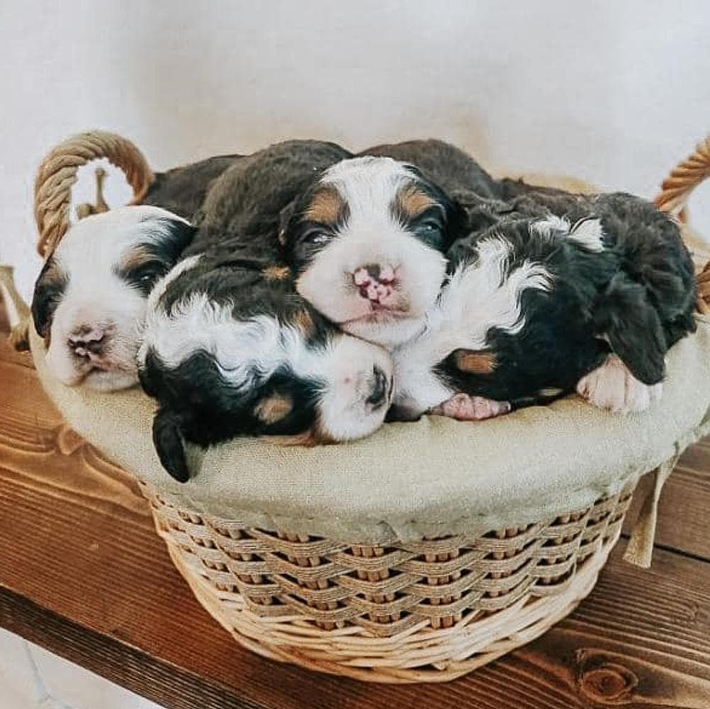 Cash breeder image 2