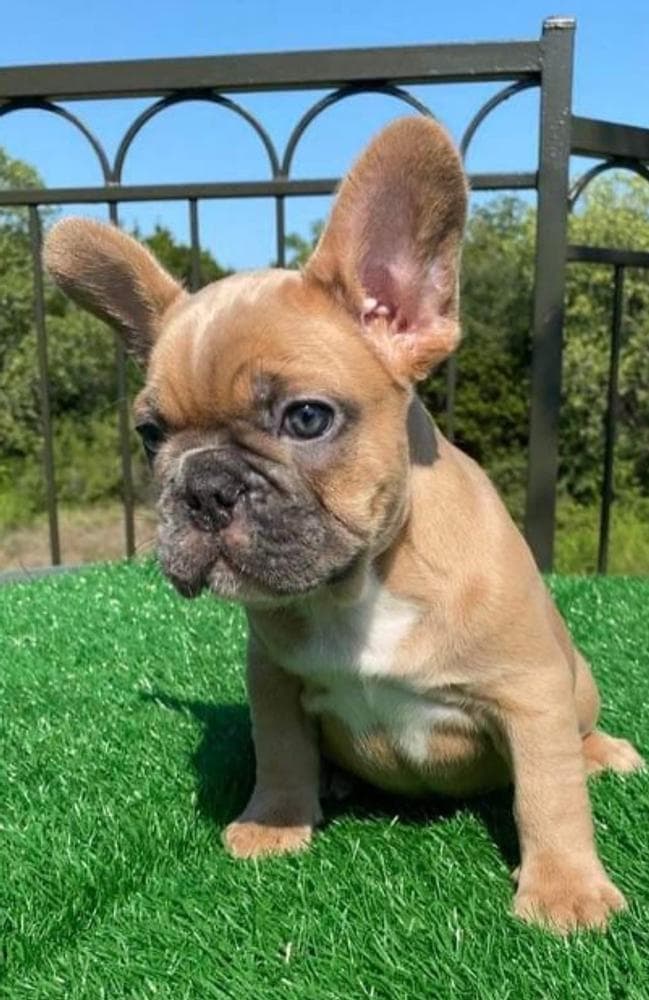 Chi-Chi breeder image 3