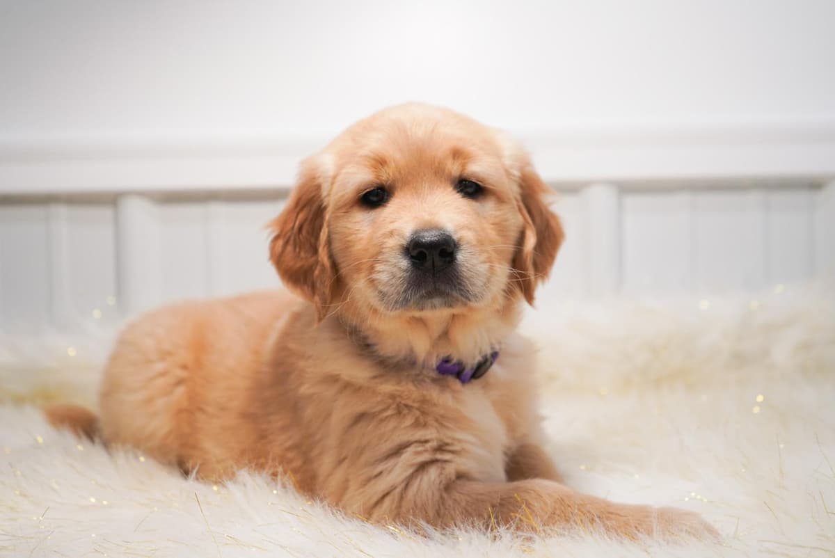 Sunny breeder image 28