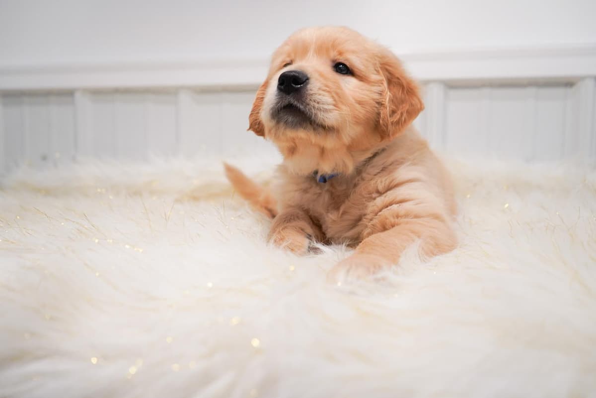Sunny breeder image 29