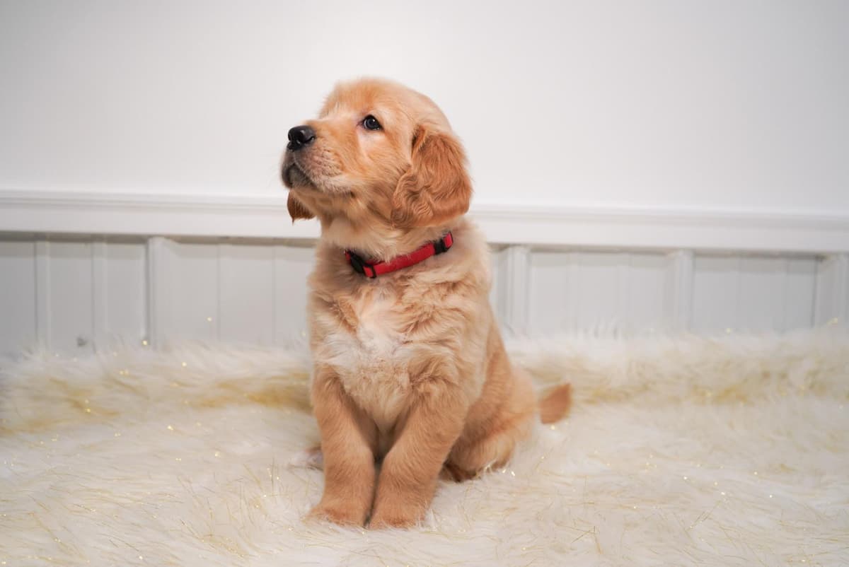 Sunny breeder image 30
