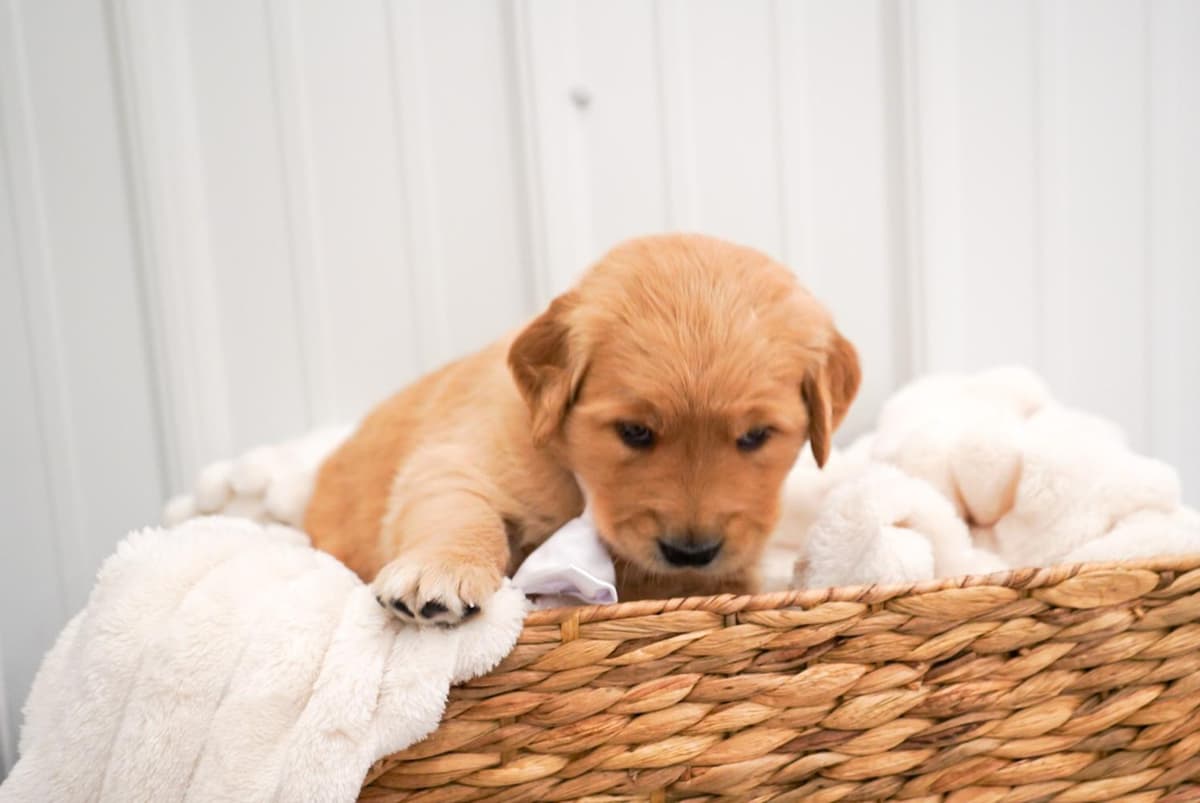 Sunny breeder image 35